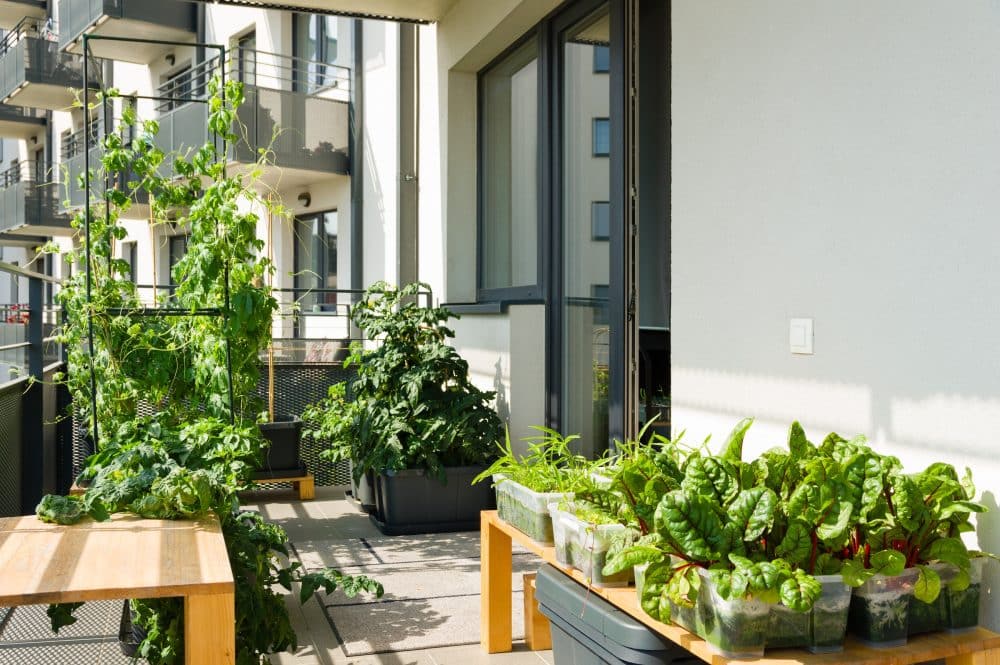 apartment-balcony-garden-georgia